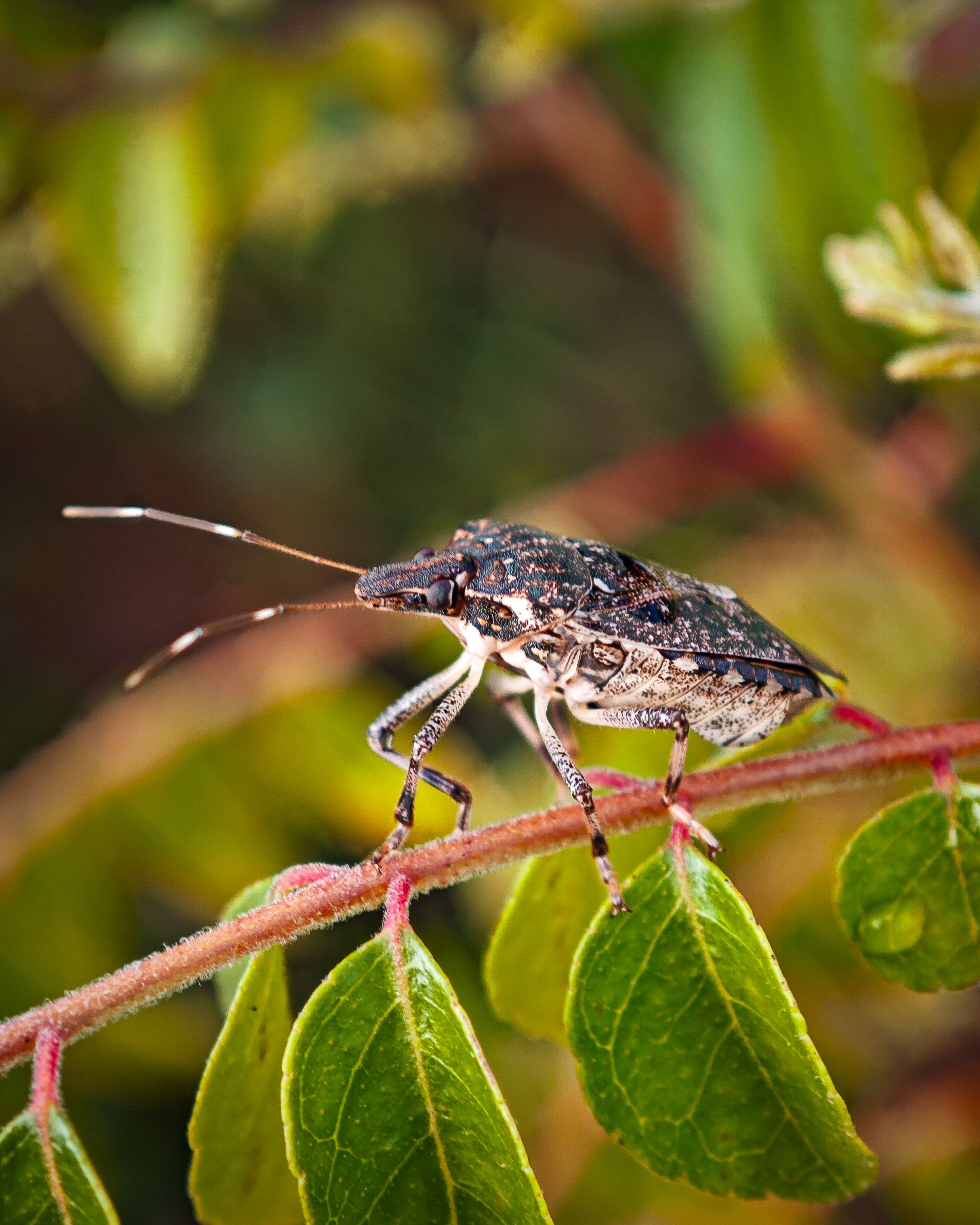 Macro shot of an exotic beetle perched on a leafy branch in Bengaluru, India.