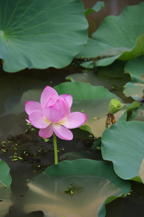 Foto profissional grátis de aumento, flor, floração