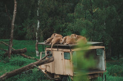 Lionesses Sleeping on the Roof of Old Truck