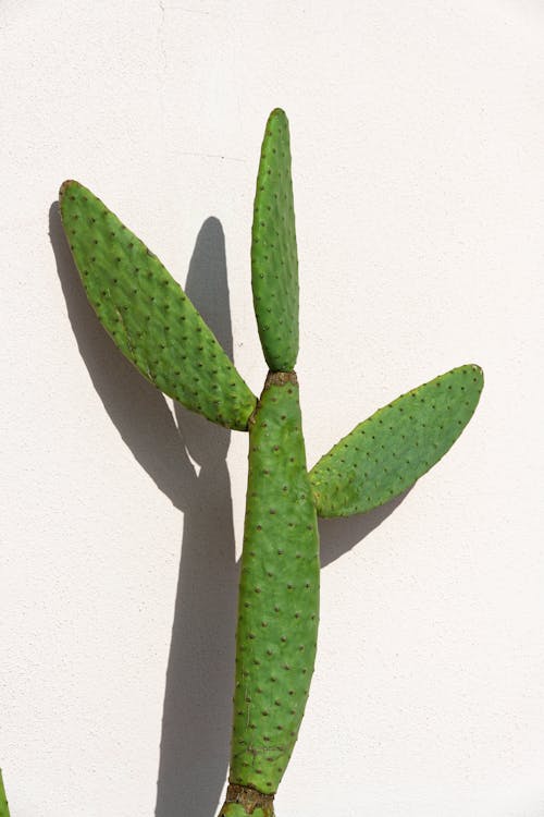 Gratis stockfoto met cactus, fabriek, groei