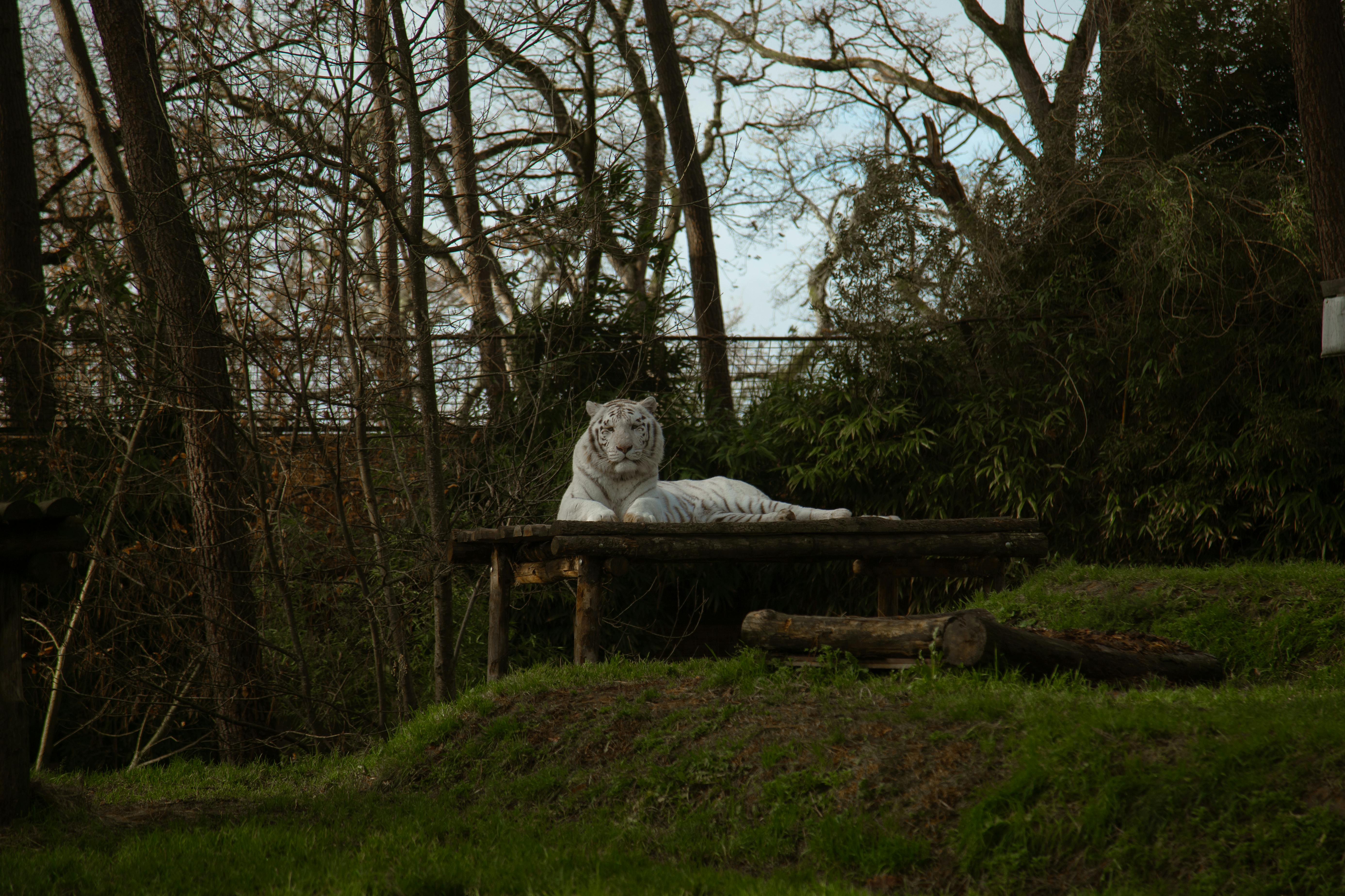 Why do Bengal tigers get furious at white tigers? - Quora