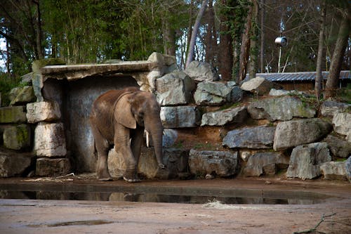 Imagine de stoc gratuită din elefant, fotografie cu animale sălbatice, fotografie de animale