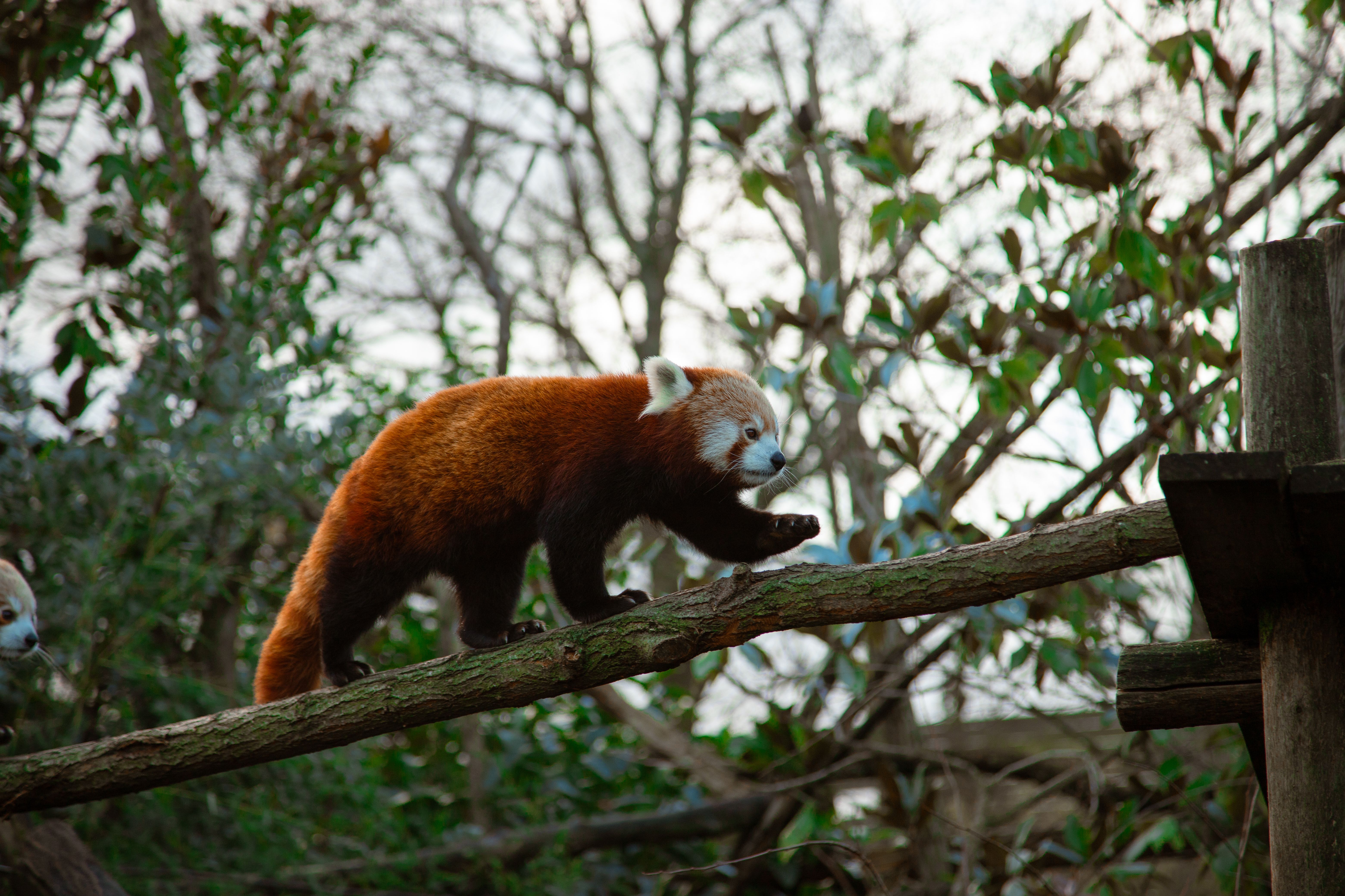 Red panda gracefully walks along a tree branch in natural surroundings, showcasing wildlife beauty.