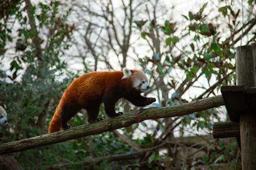 Red Panda Walking on Tree Trunk in ZOO