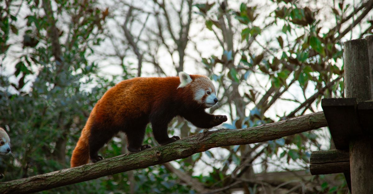 Red panda gracefully walks along a tree branch in natural surroundings, showcasing wildlife beauty.