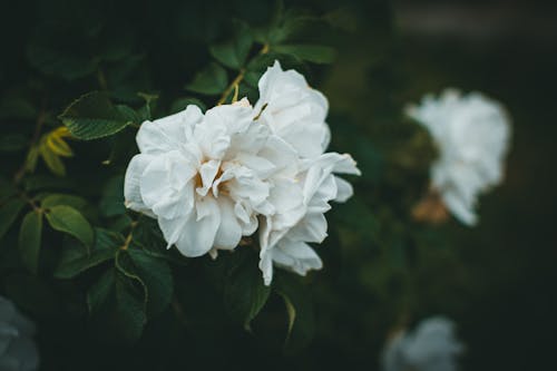 Foto d'estoc gratuïta de arbust, blanc, camèlia