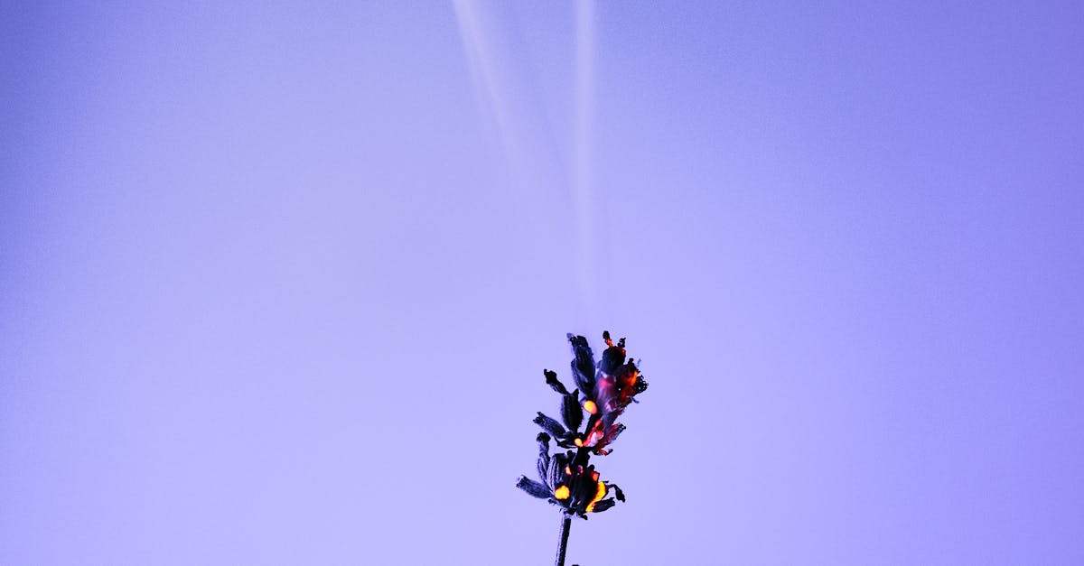 太巴塱部落火警 火舌狂噬紅糯米生活館 珍貴種子全毀