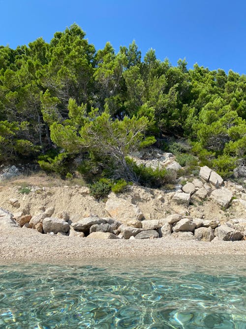 View of Clear Sea Water, Rocky Beach and Green Trees 