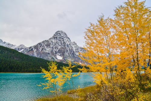 Golden Autumn Trees on the Shore of Waterfowl Lake and Snow-covered Mount Chephren in the Mistaya River Valley