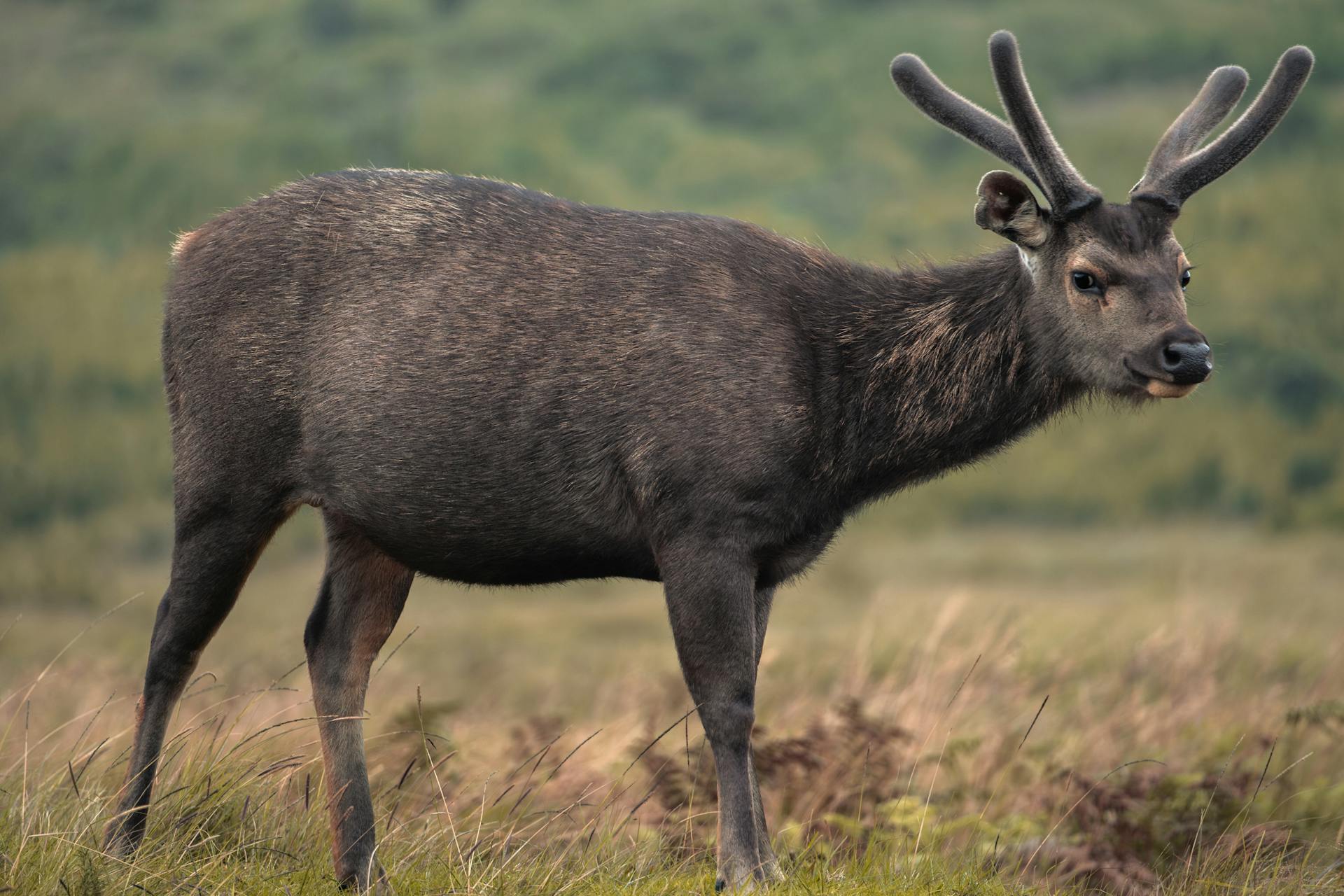 Close-up of a Sri Lankan Sambar Deer in a meadow with lush green backdrop, showcasing wildlife beauty.