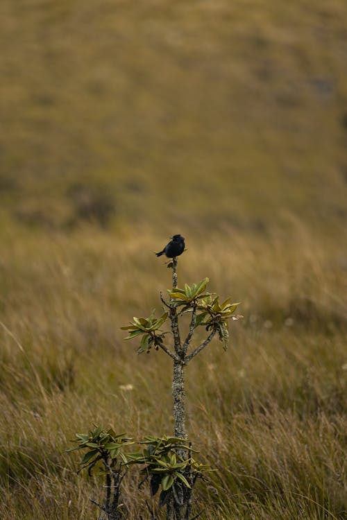 Darmowe zdjęcie z galerii z czarny ptak, dziki, fotografia przyrodnicza