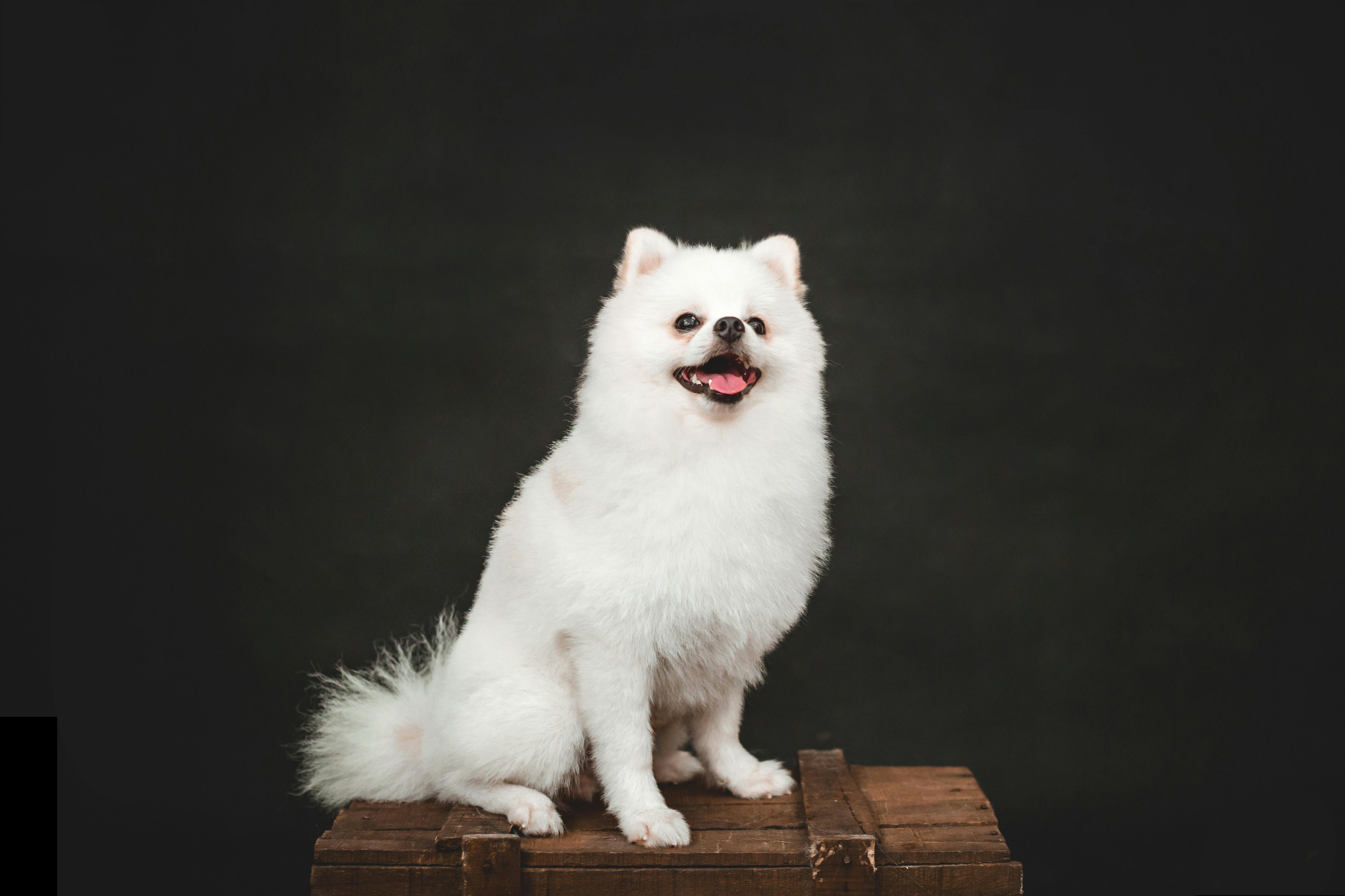 pet care pet grooming — Photo by Pet foto on Pexels