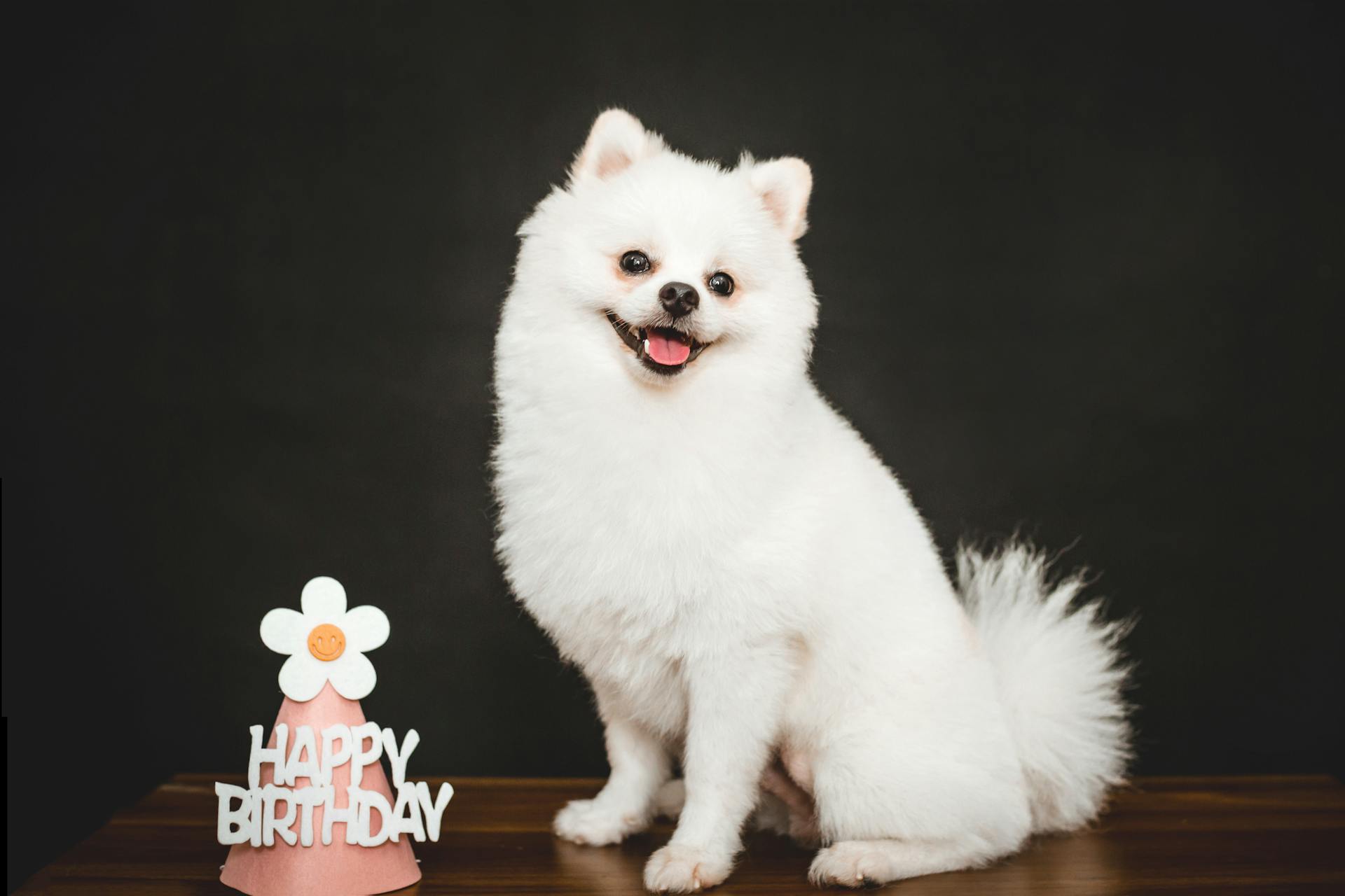 Un chien poméranien blanc et un chapeau d'anniversaire sur une table