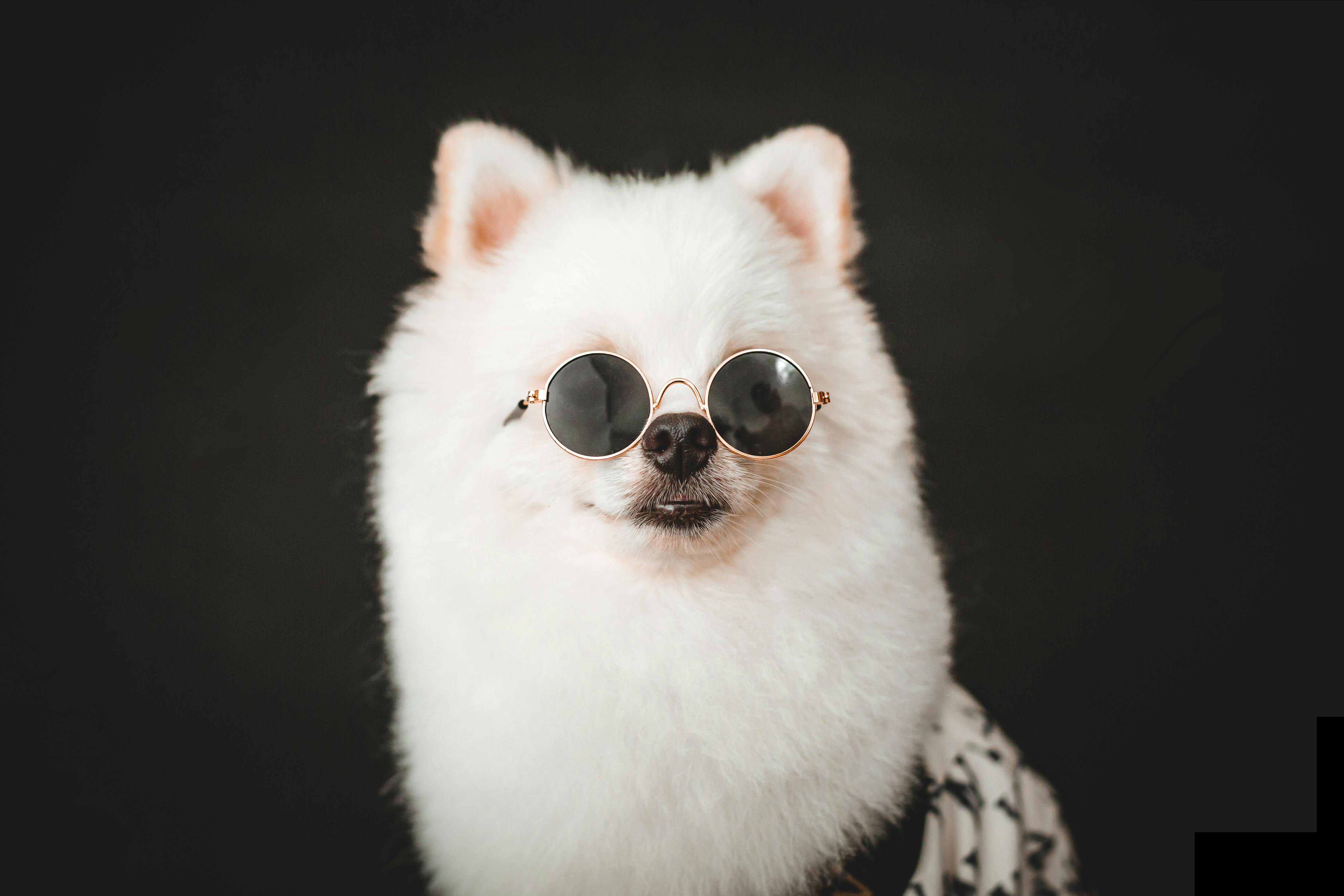 Studio Shot of a Small Dog Wearing Sunglasses