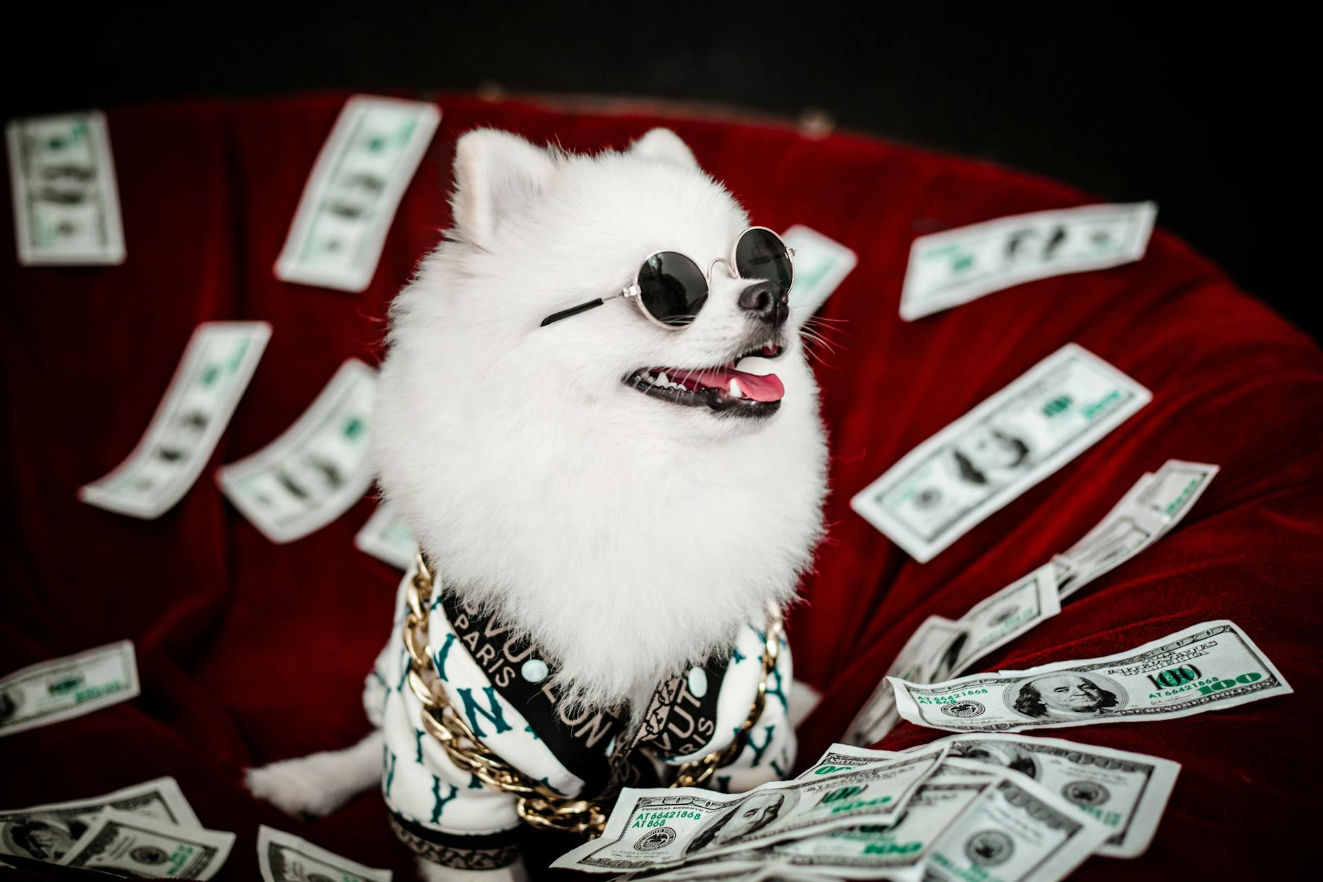 Funny Photo of a Dog Wearing Sunglasses and Sitting among Scattered Banknotes