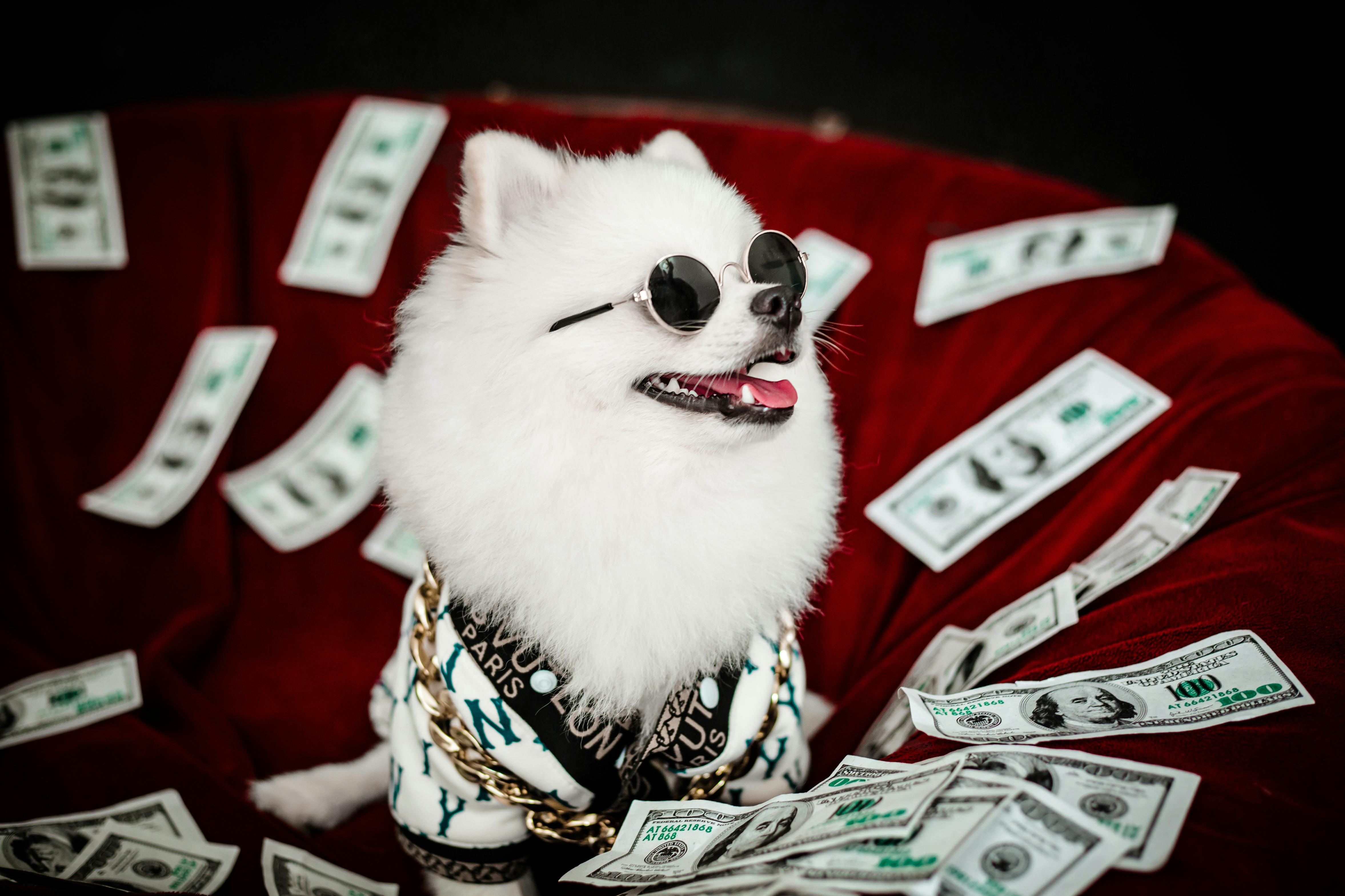 Free Stylish Pomeranian in sunglasses poses with dollar bills. A playful studio portrait. Stock Photo