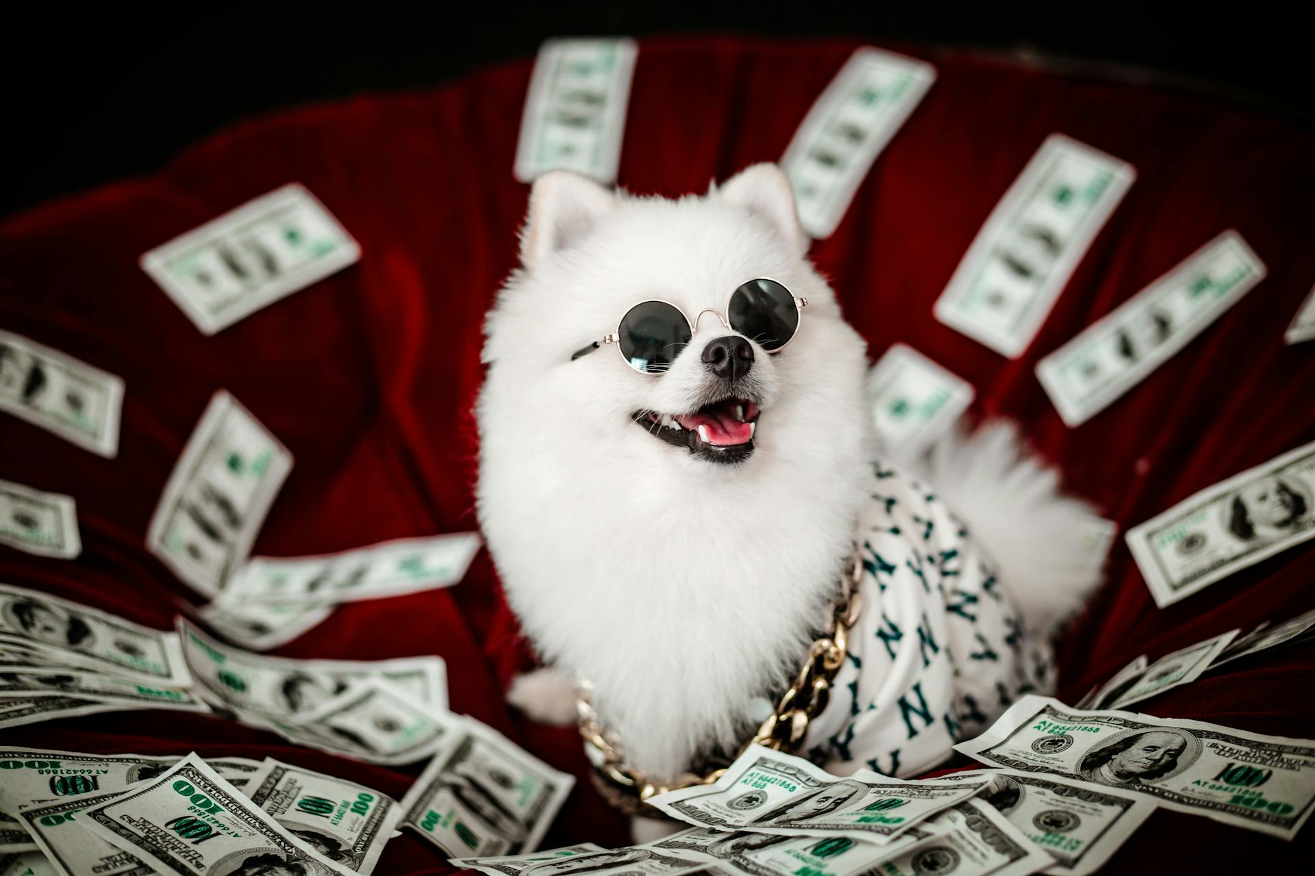 Small White Dog in Sunglasses and a Cuban Link Chain Among Dollar Bills