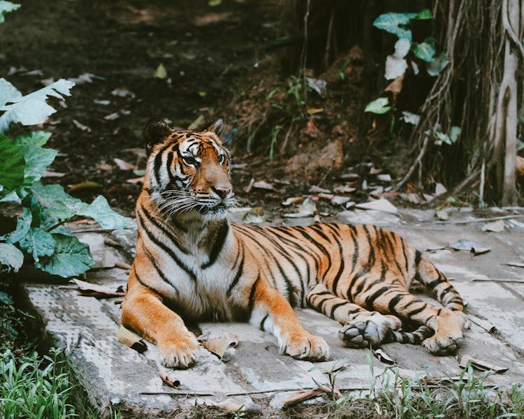 Tiger Lying On Mattress