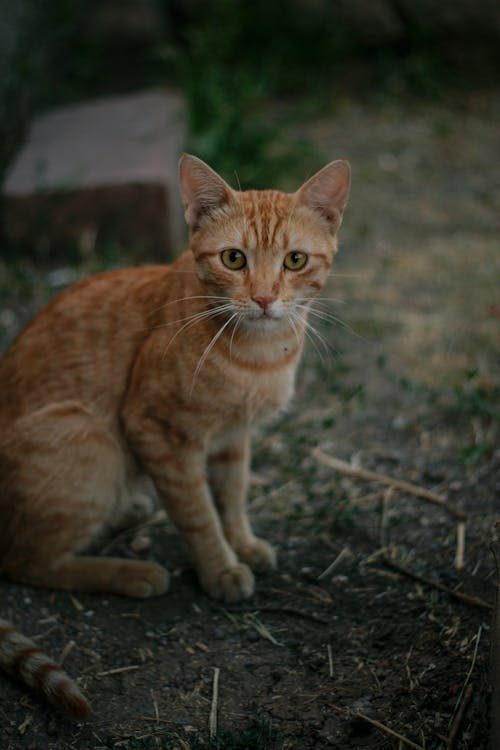 Picture of an Orange Cat Outside 