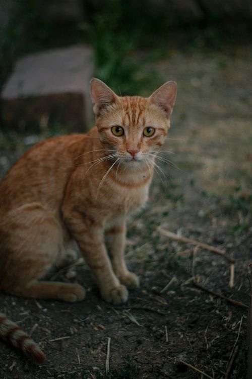 Free An orange tabby cat with piercing eyes sitting on the ground outdoors, exuding curiosity. Stock Photo