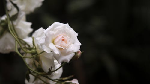 Garden White Rose