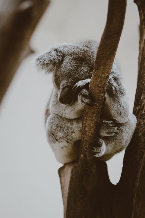 Free A peaceful koala sleeping on a tree branch, captured in natural habitat. Stock Photo