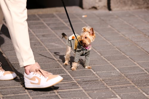 Foto profissional grátis de andando, andar, animal de estimação