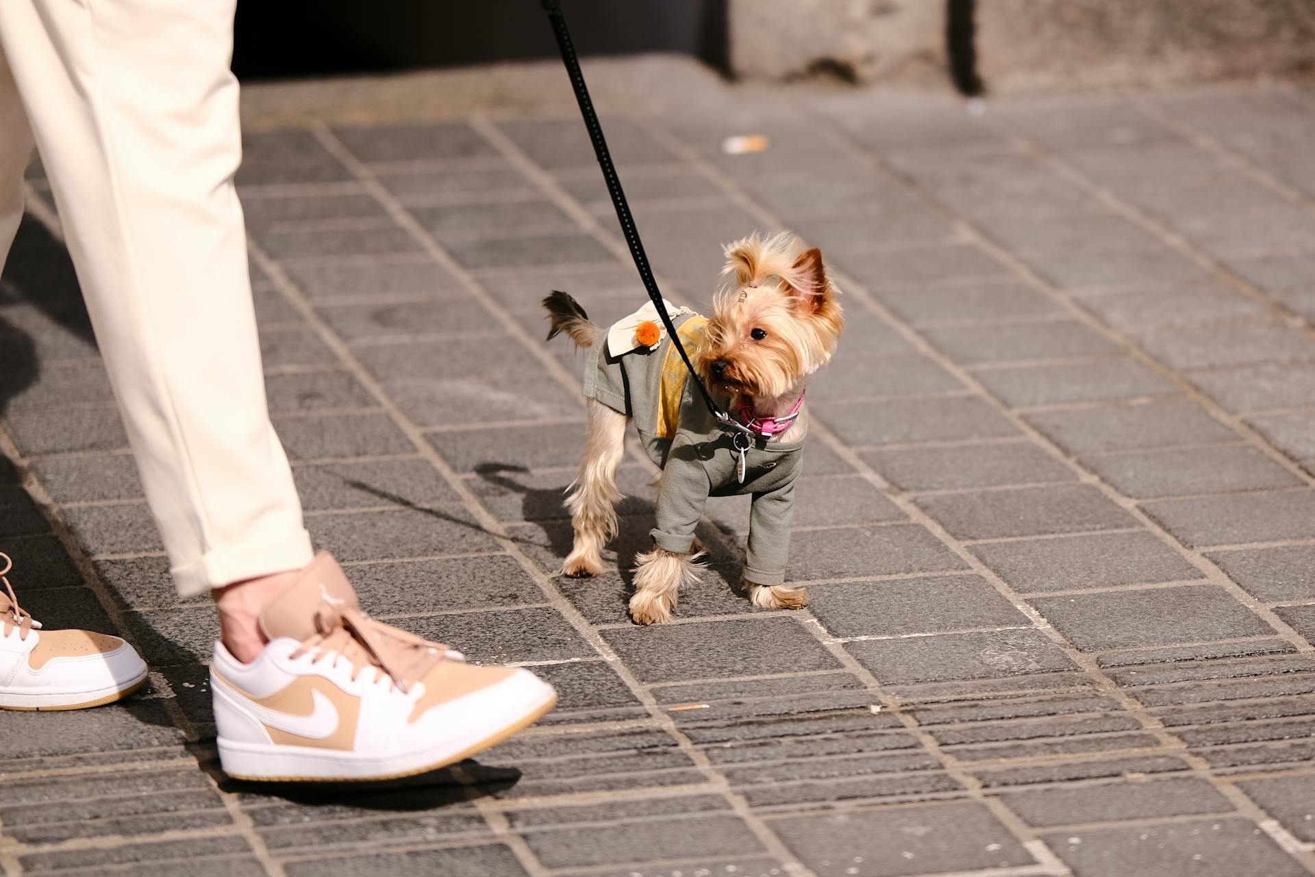 Un Yorkie en vêtements en laisse aux pieds de son propriétaire