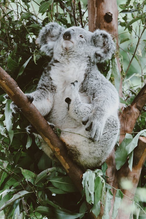 Kostenloses Stock Foto zu baum, koala, mobile wallpaper