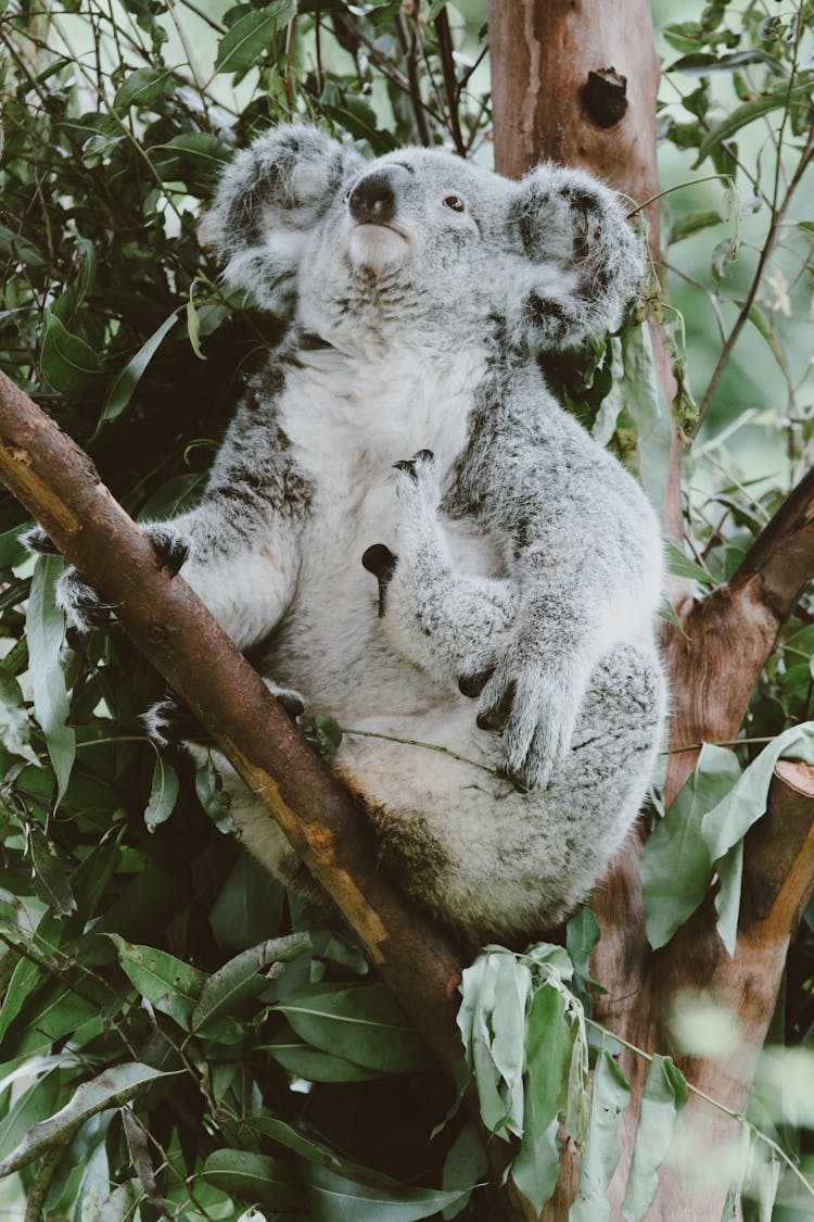 Koala Bear In Nature