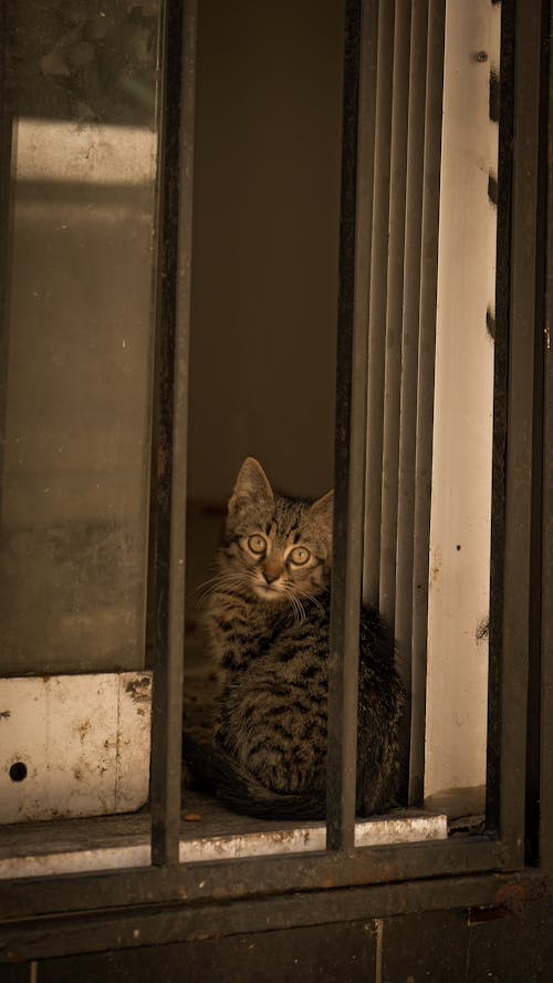 Cat Sitting on Windowsill behind Bars