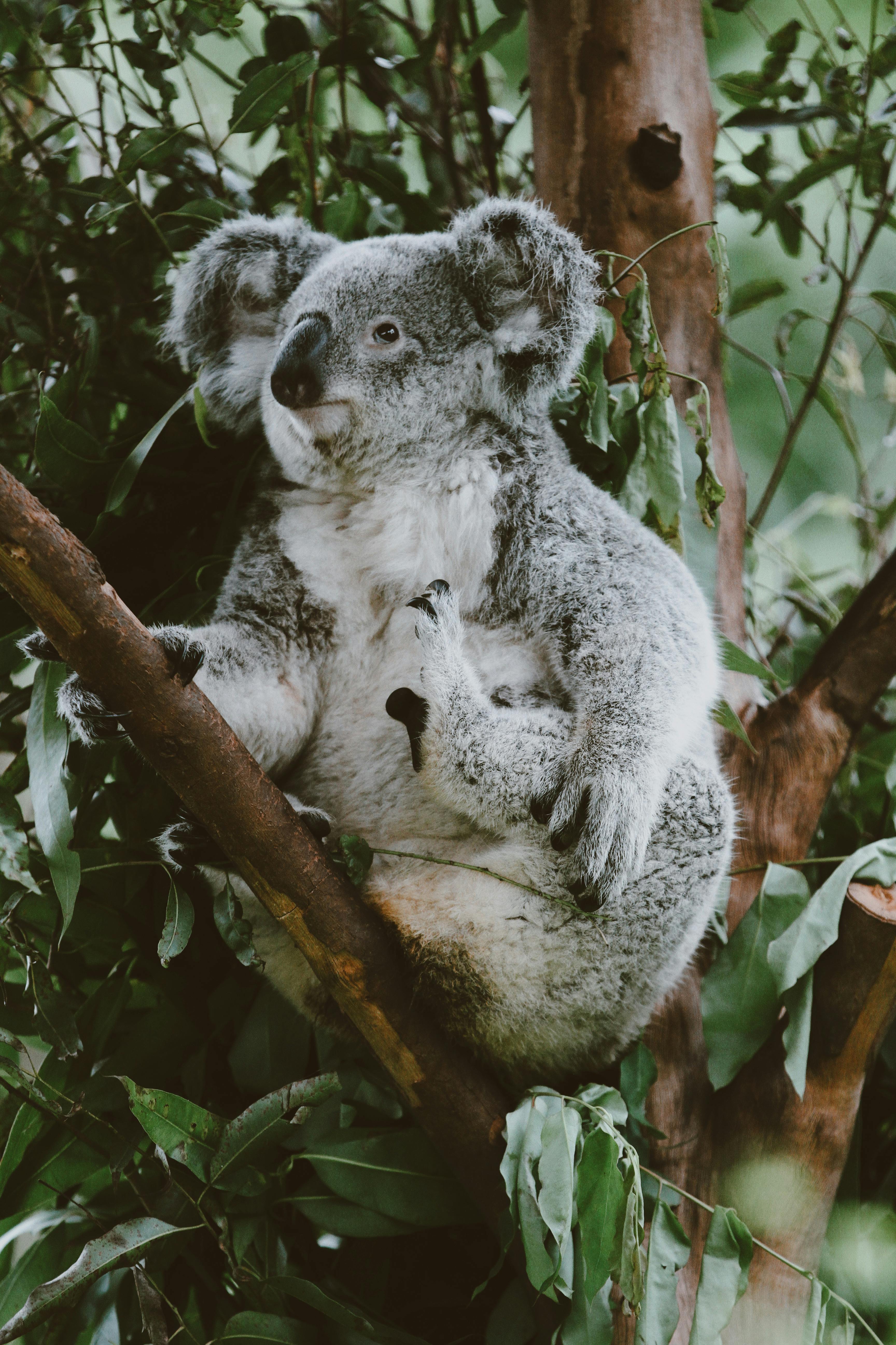 Koala On A Tree Stock Illustration - Download Image Now - Koala