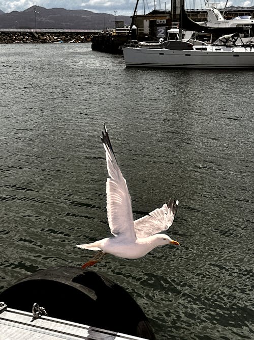 海, 飛, 鳥 的 免費圖庫相片