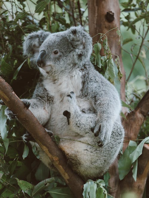 Kostenloses Stock Foto zu baum, koala, tier fotografie