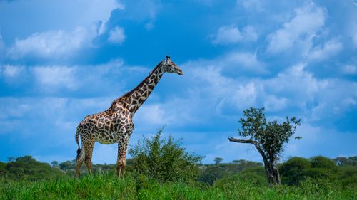 Free Majestic giraffe standing tall in the vibrant African savanna under a clear blue sky. Stock Photo