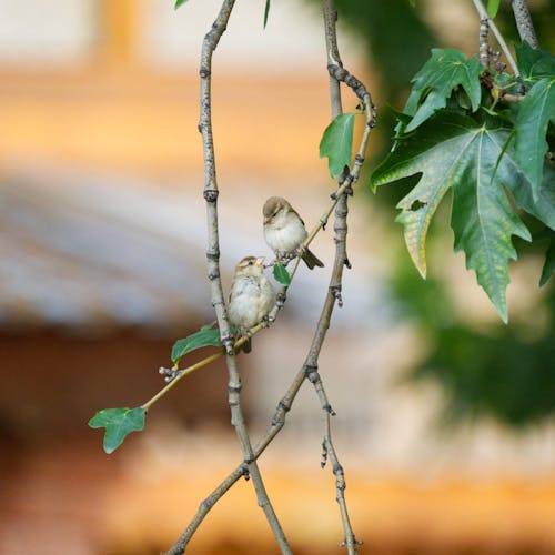 Безкоштовне стокове фото на тему «горобця будинку, птахи»