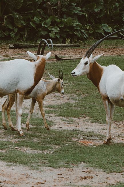 A herd of Scimitar-Horned Oryx grazing in a lush outdoor setting, showcasing their distinctive curved horns.