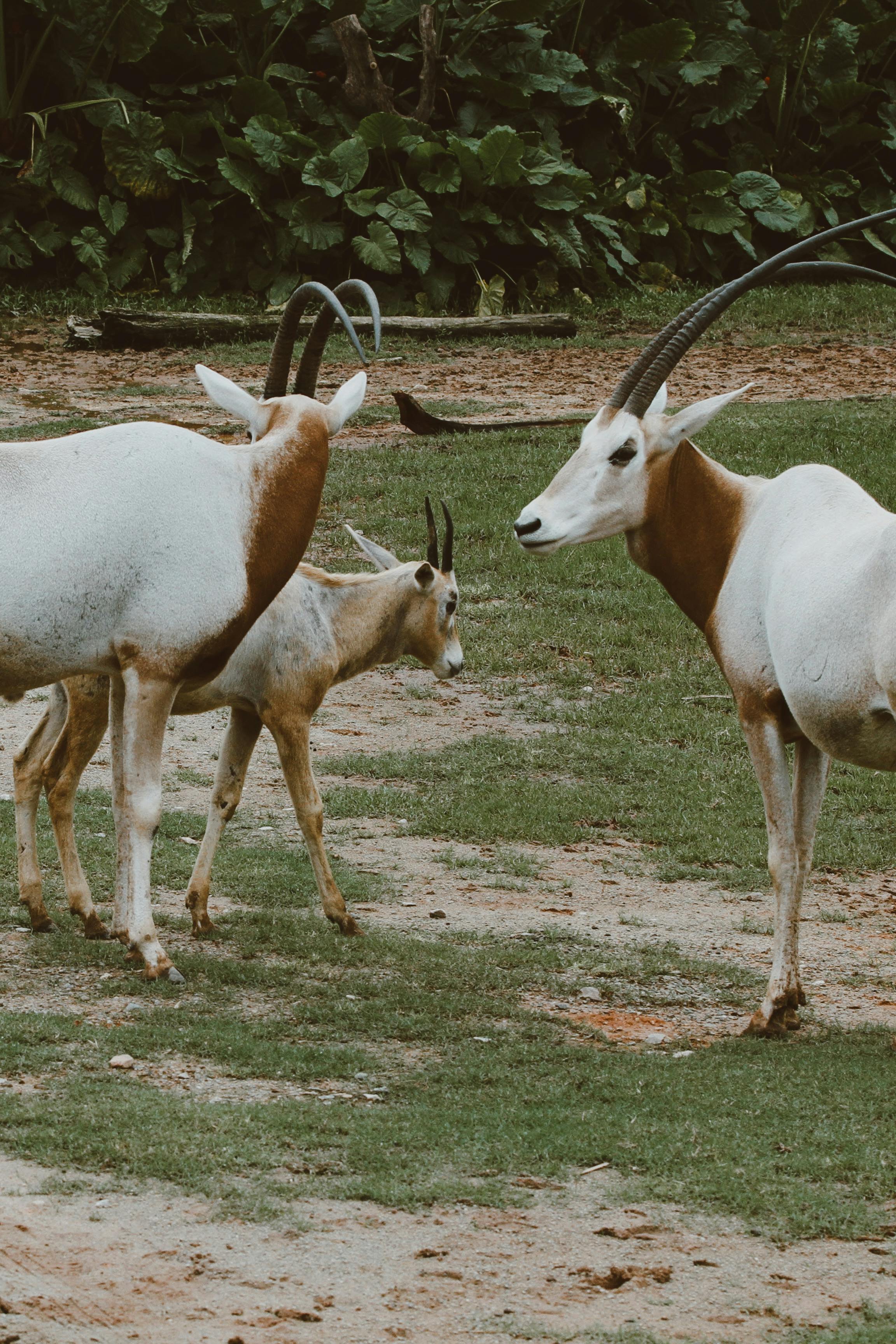 Gratuit Oryx Debout Sur Une Prairie Au Zoo Photos