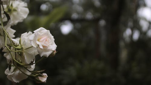 Δωρεάν στοκ φωτογραφιών με 2020 ταπετσαρία, 4k ταπετσαρία, λευκό τριαντάφυλλο