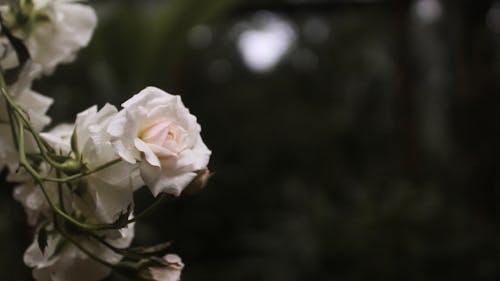 garden white rose