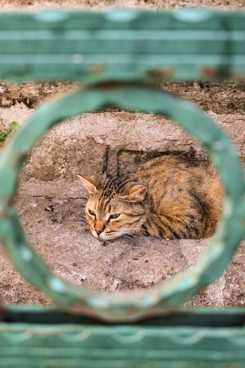 Free A brown tabby cat lying down in an urban setting, viewed through a green fence. Stock Photo