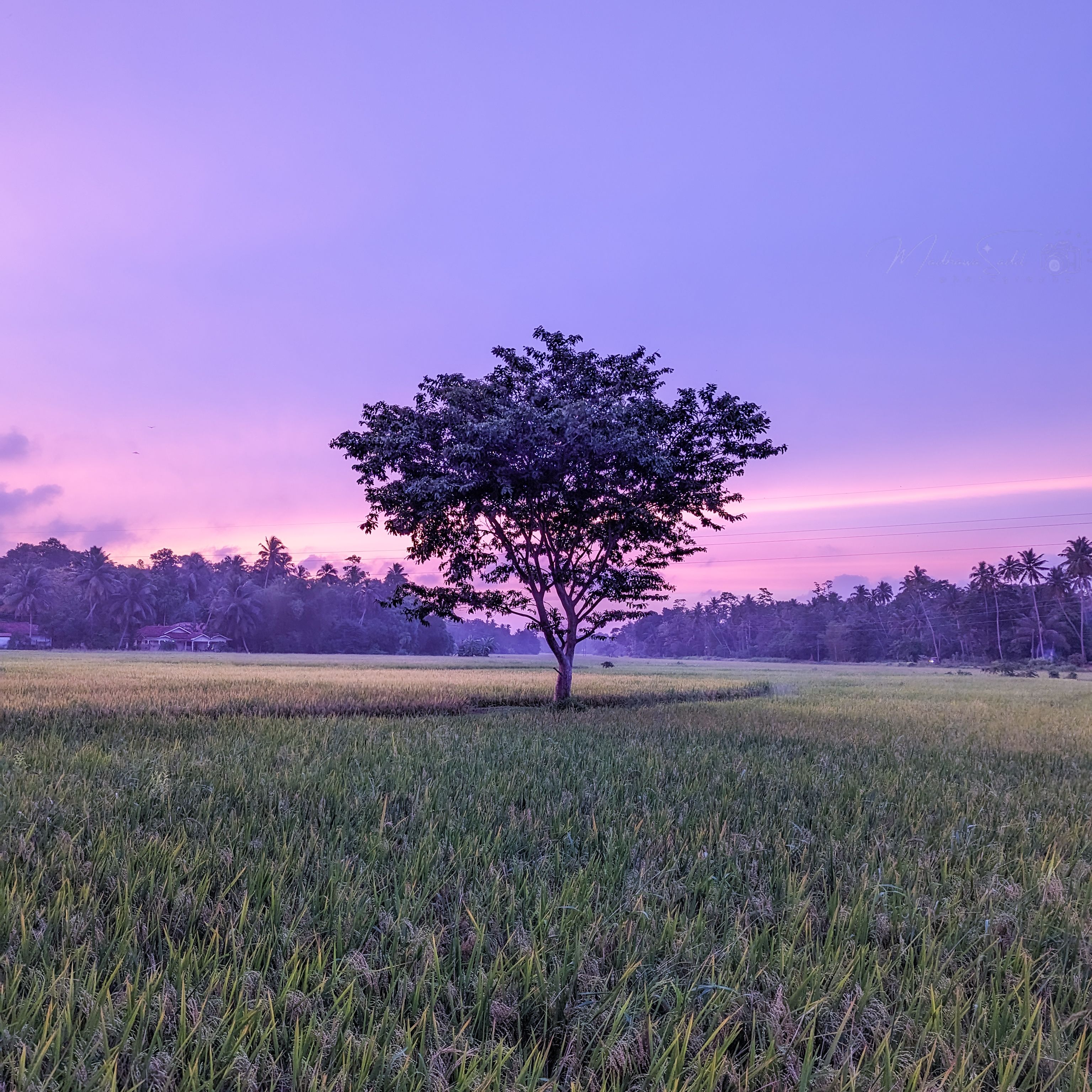 Tree in a rice field