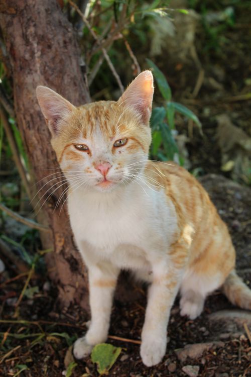 Free A ginger cat with striking eyes sits near a tree in a sunlit garden. Stock Photo