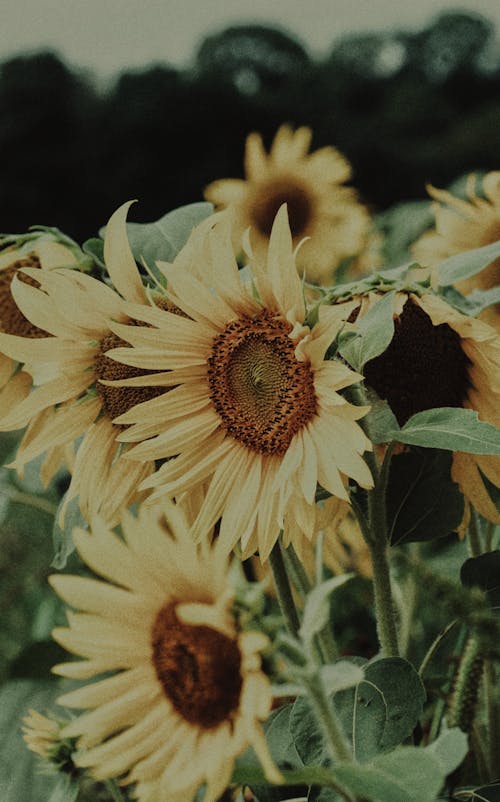 Безкоштовне стокове фото на тему «Photoshop, вродлива, жовті квіти» стокове фото