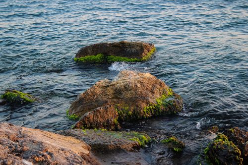 Free Tranquil seascape with rocks and green moss in the gentle ocean waves at sunset. Stock Photo