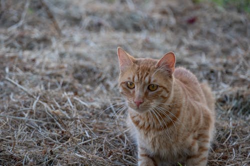 Close-up of an Orange Cat Sitting on a Dry Grass Field 