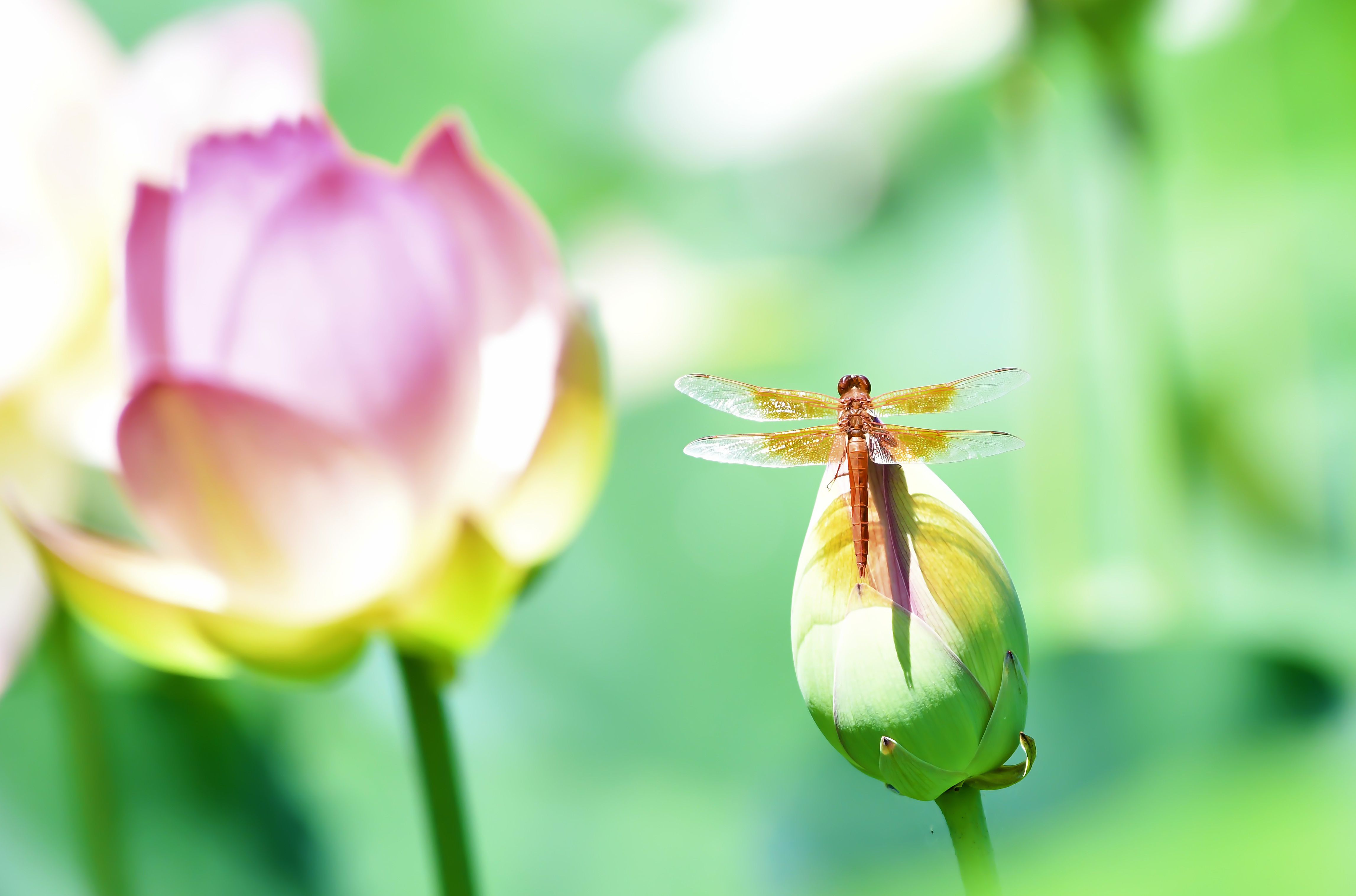Close-up of a Dragonfly Sitting on a Lotus · Free Stock Photo