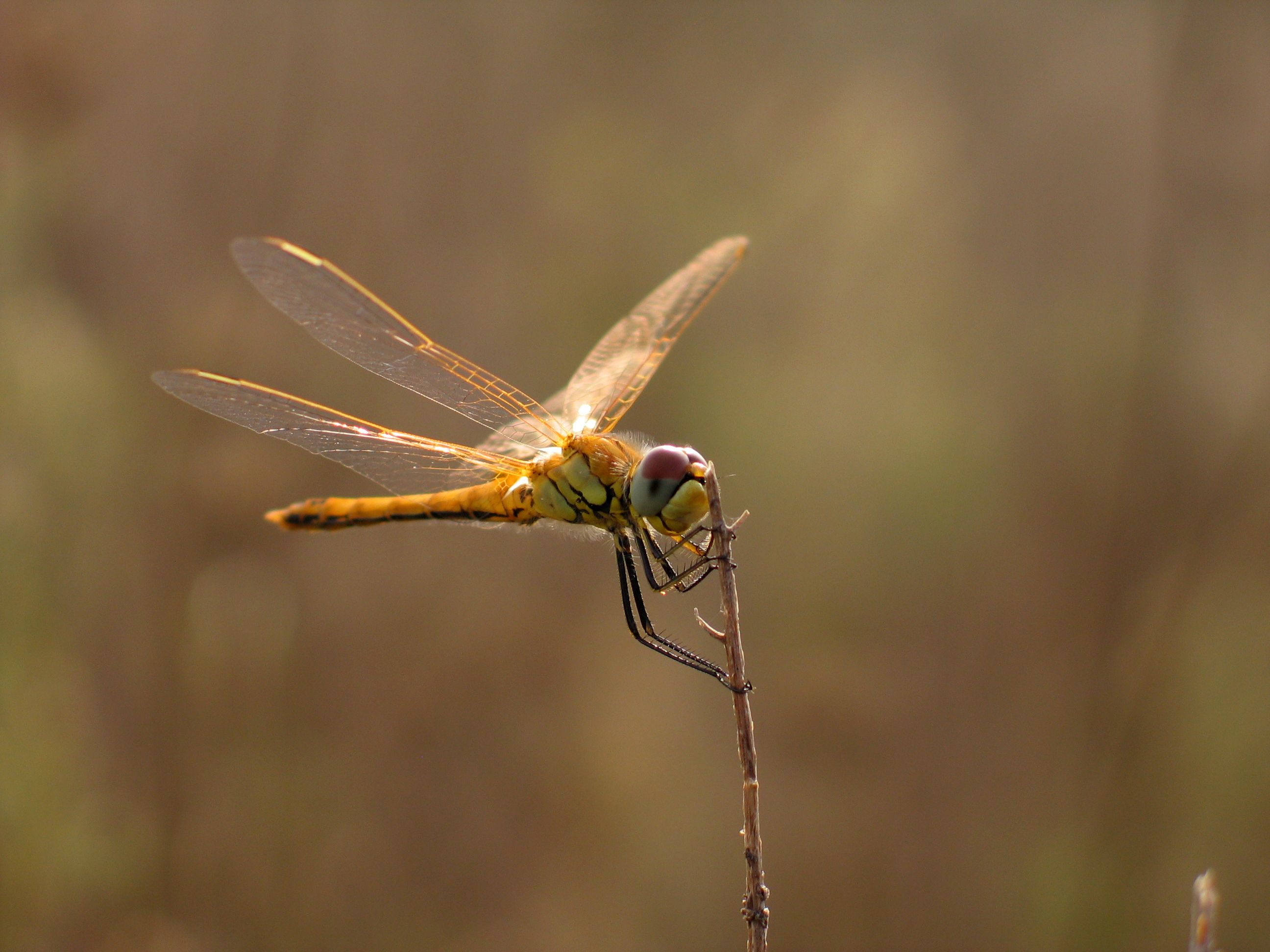 A dragonfly is perched on a twig in the grass · Free Stock Photo