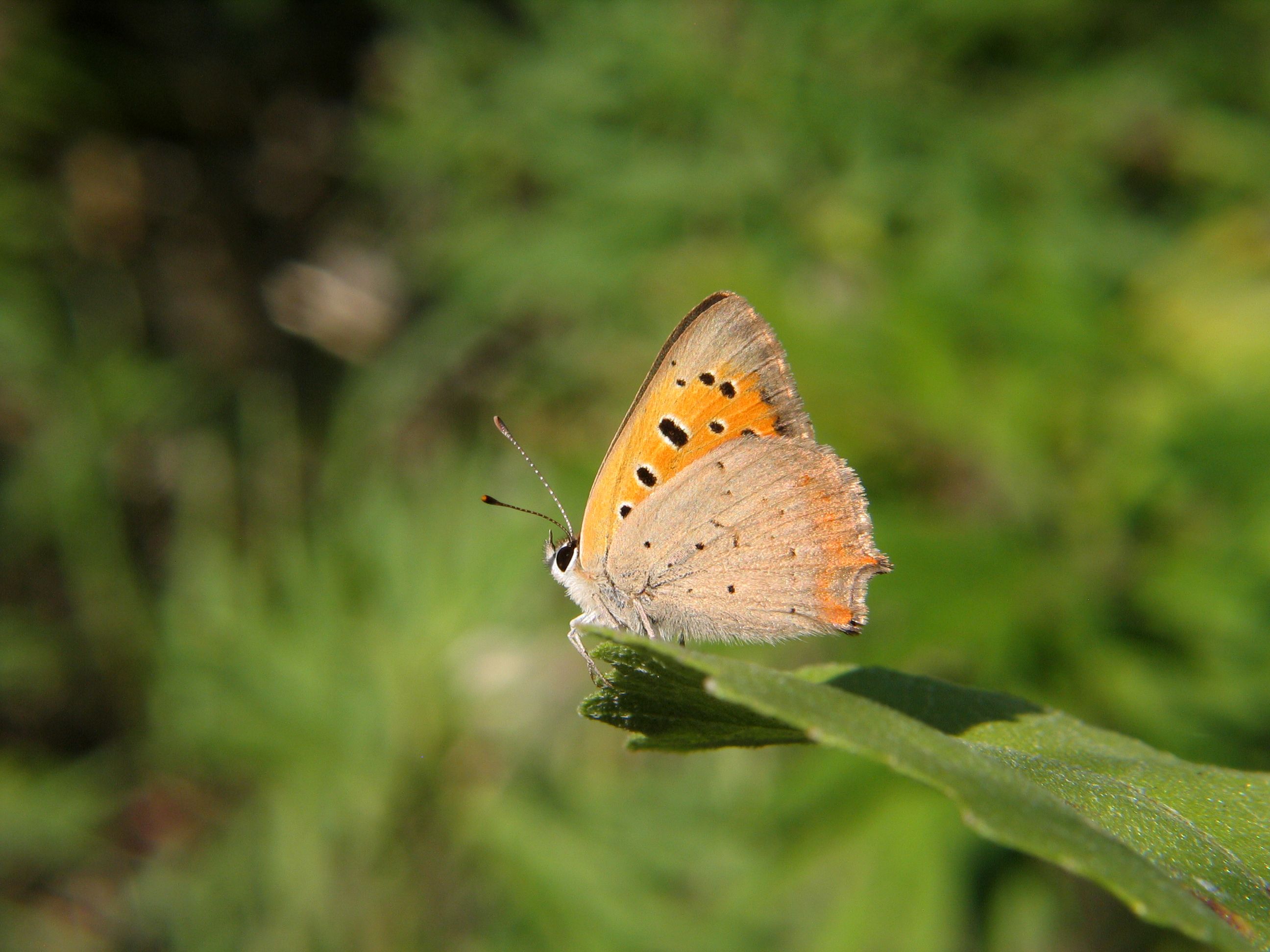 A small brown and orange butterfly sitting on a leaf · Free Stock Photo