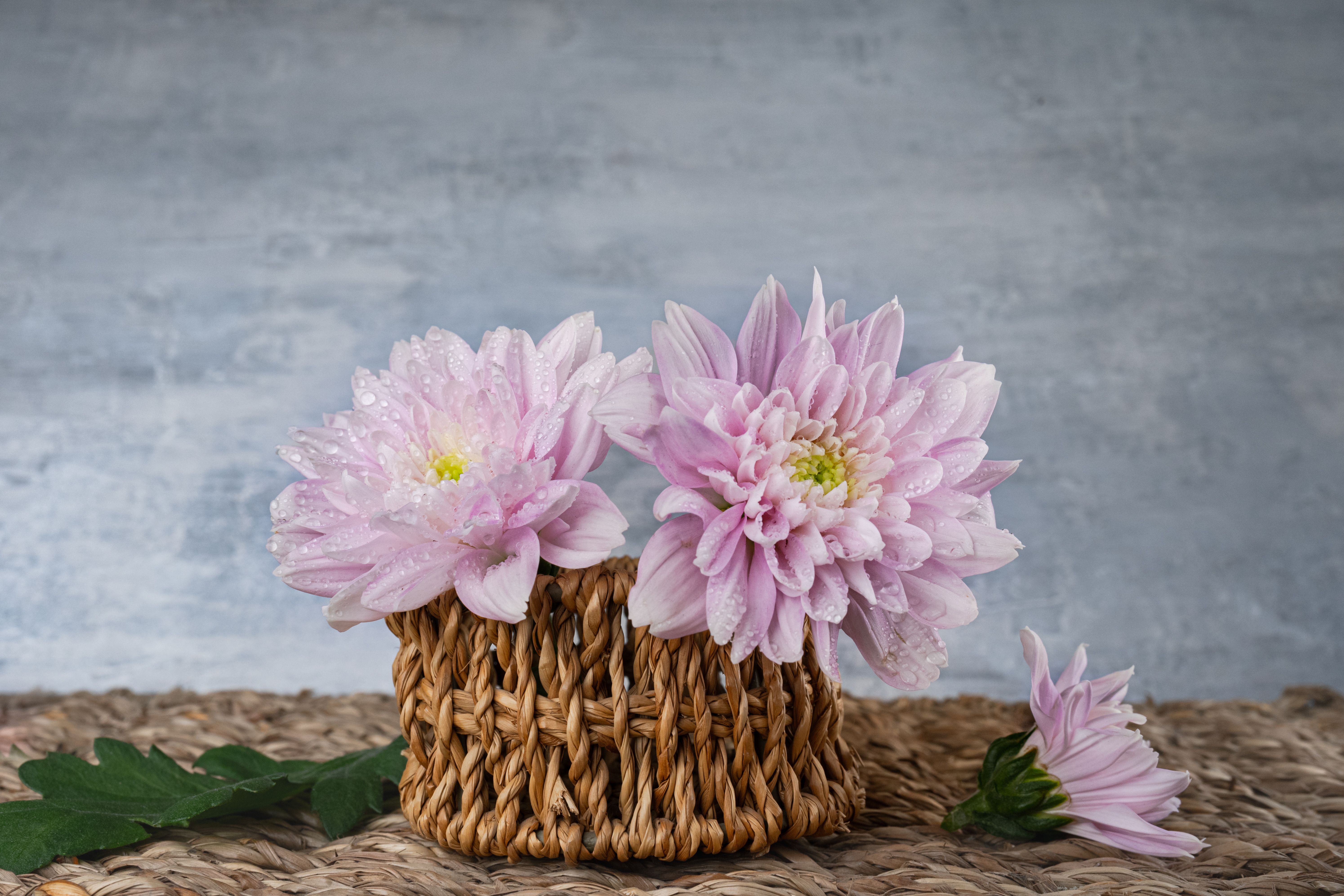 Beautiful light pink chrysanthemums in a wicker basket on a woven mat, perfect for spring decor.